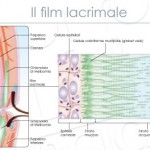 Film Lacrimale