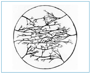 Fig. 2. Disegno che illustra i punti di penetrazione dei nervi ciliari lunghi a livello corneale.