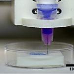 3D cornea from human stem cells