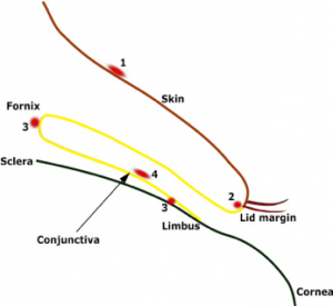 Microbiota oculare umano