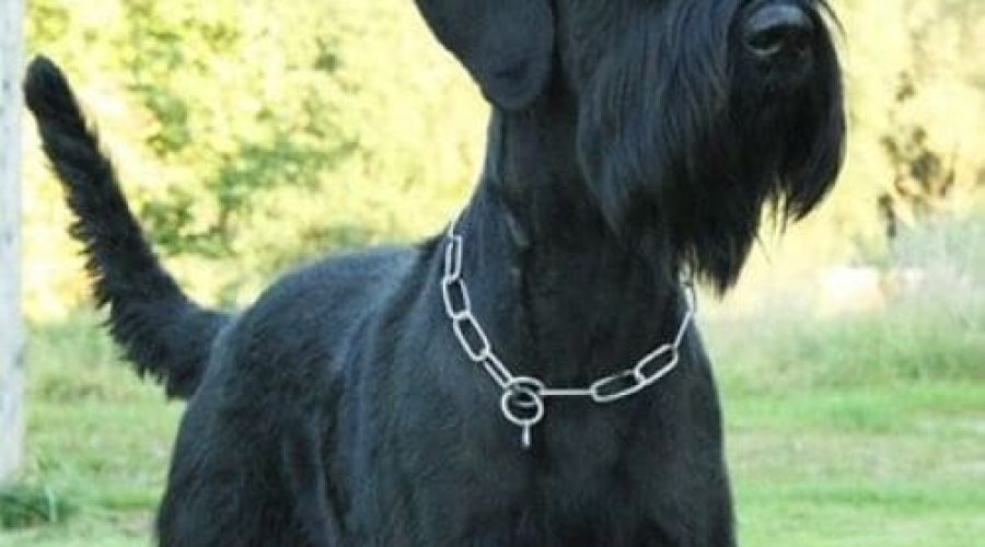 Veterinary ophthalmology