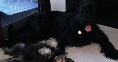 Oftalmología veterinaria