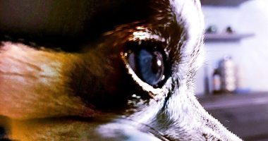 Oftalmologia veterinaria