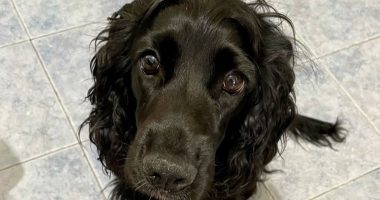 Oftalmologia veterinaria