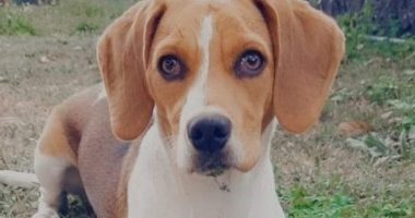 Oftalmología veterinaria