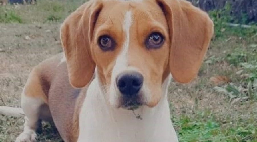 Oftalmología veterinaria