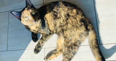 Veterinary ophthalmology