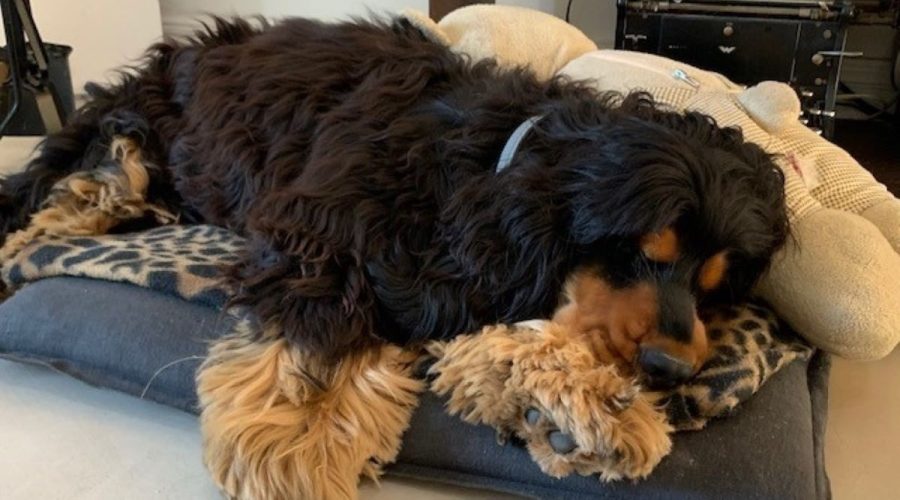 Veterinary ophthalmology