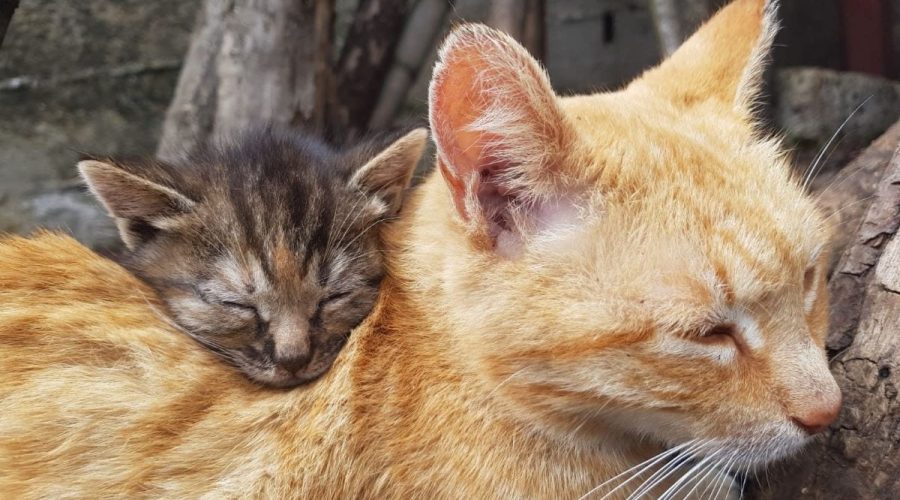 Oftalmologia veterinaria