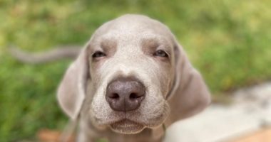 Veterinary ophthalmology