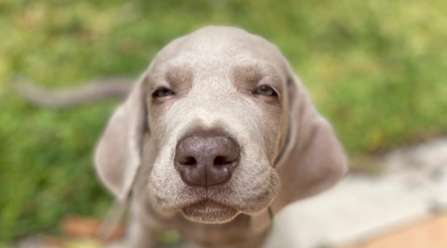 Oftalmologia veterinaria