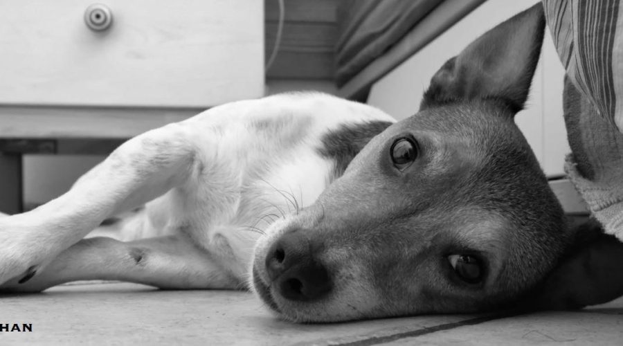 Oftalmología veterinaria