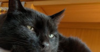 Oftalmologia veterinaria