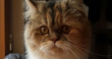 Oftalmologia veterinaria