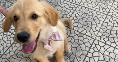 Oftalmología veterinaria
