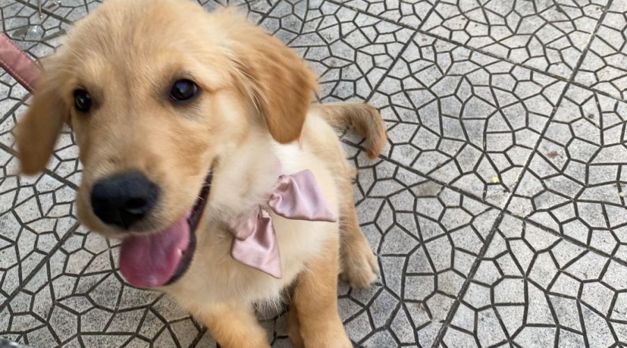 Oftalmologia veterinaria