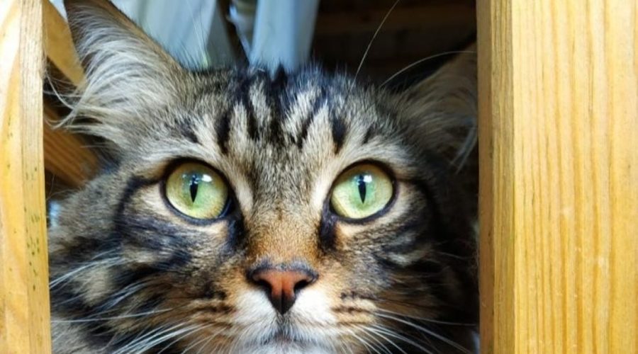 Oftalmologia veterinaria