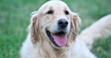 Oftalmologia veterinaria