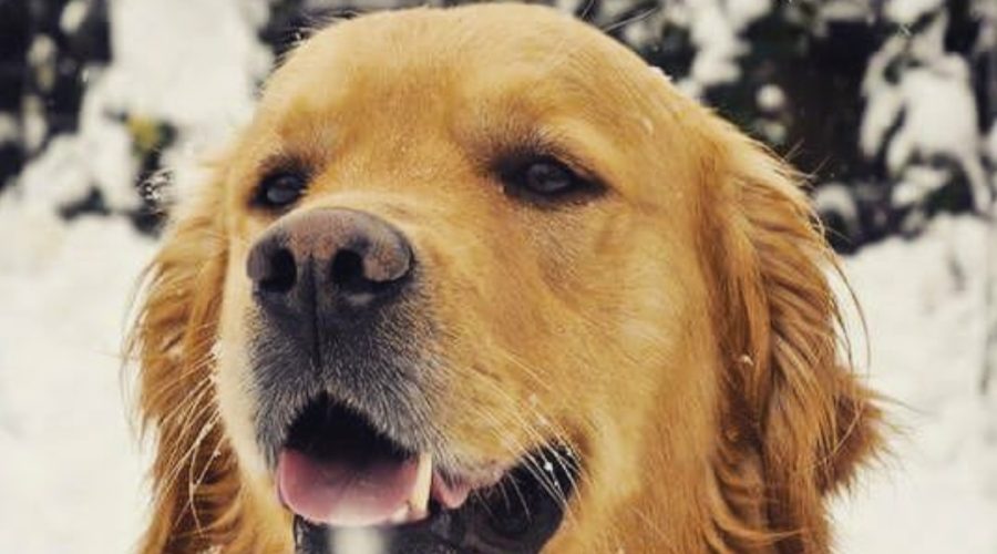 Oftalmologia veterinaria