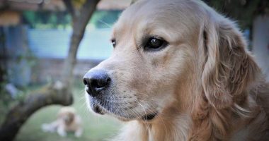 Veterinary ophthalmology