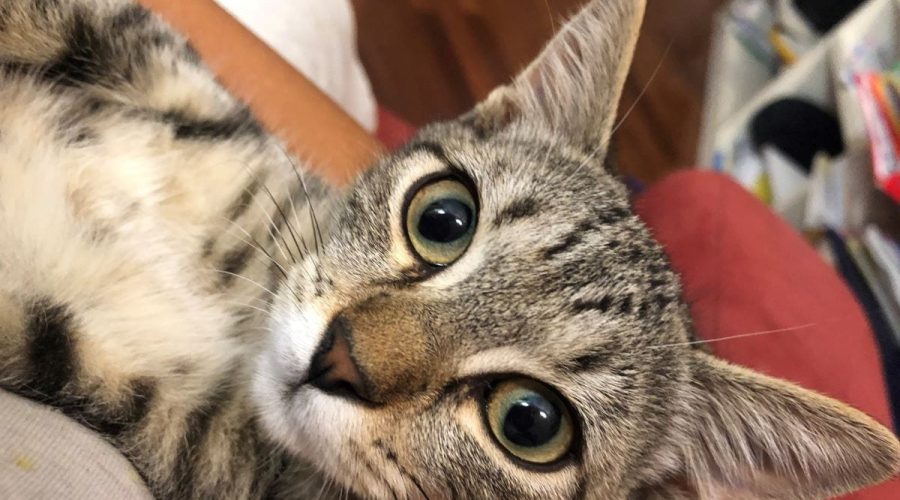 Veterinary ophthalmology