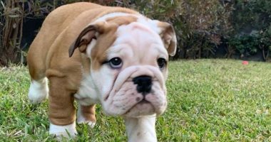 Oftalmologia veterinaria