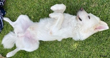 Oftalmologia veterinaria