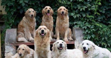 Oftalmologia veterinaria