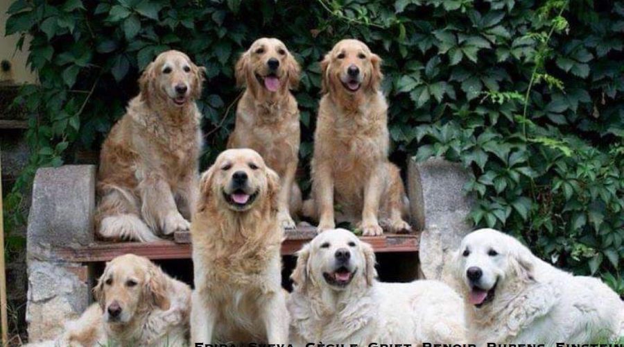 Veterinary ophthalmology