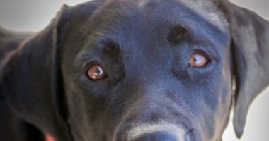 Oftalmología veterinaria