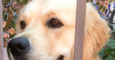 Oftalmología veterinaria