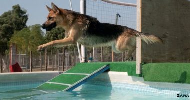 Oftalmologia veterinaria