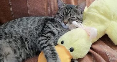 Oftalmologia veterinaria