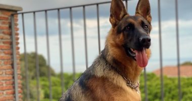 Oftalmologia veterinaria