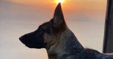 Oftalmologia veterinaria