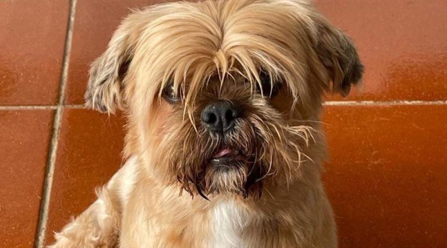 Oftalmologia veterinaria