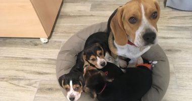 Oftalmologia veterinaria