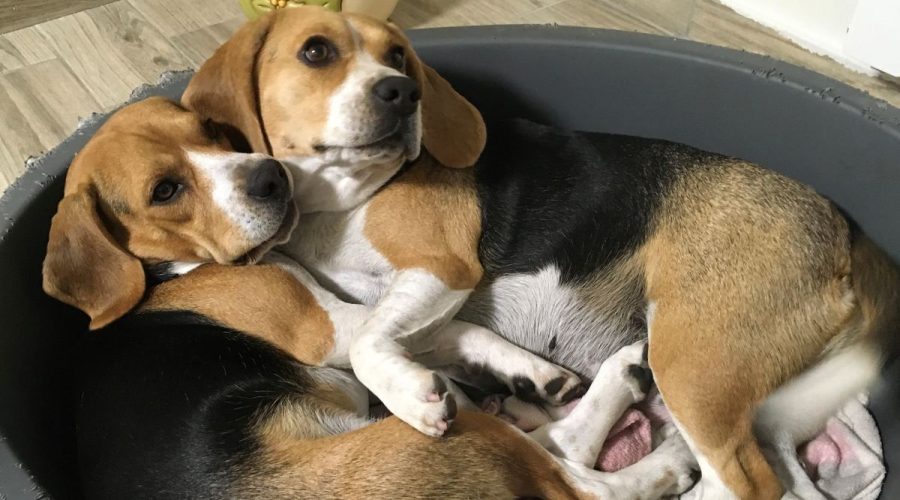 Oftalmologia veterinaria