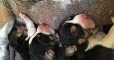 Oftalmologia veterinaria