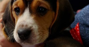 Veterinary ophthalmology