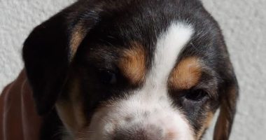 Veterinary ophthalmology