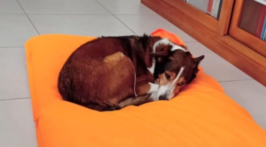 Oftalmología veterinaria