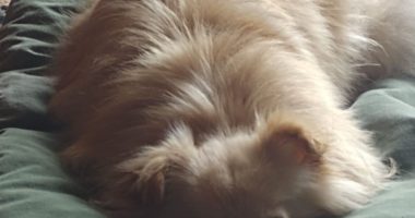 Oftalmología veterinaria