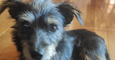Oftalmología veterinaria