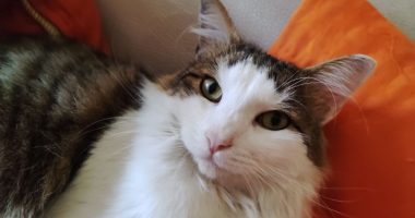 Oftalmología veterinaria