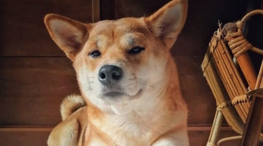 Veterinary ophthalmology