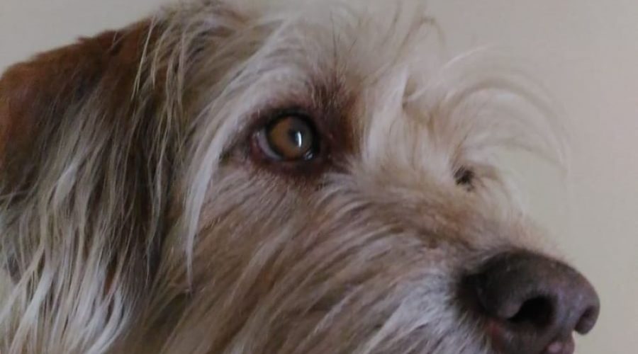 Veterinary ophthalmology