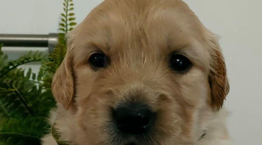 Oftalmologia veterinaria
