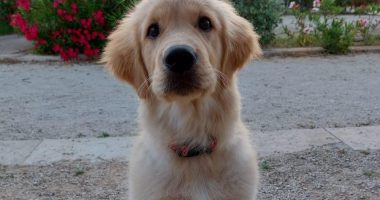 Oftalmologia veterinaria