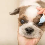 Suspected glaucoma: no time to lose!